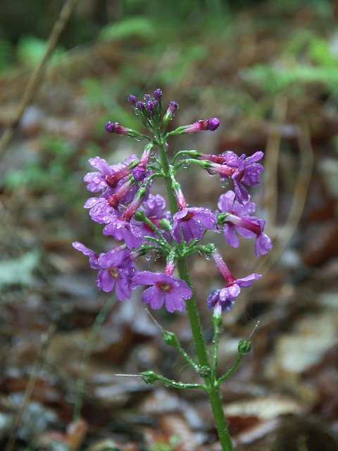 b0044663_21545648.jpg