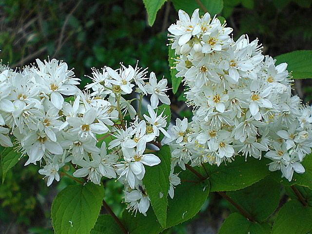 b0149867_16311495.jpg