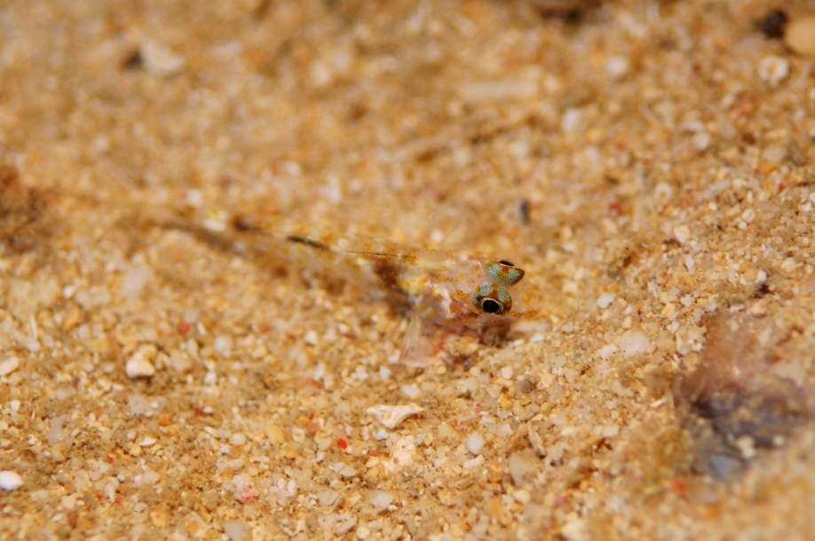 c0181073_9395651.jpg