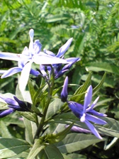 c0102375_18089.jpg