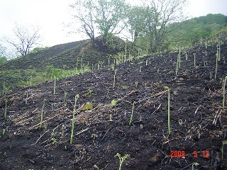 c0057781_104022100.jpg