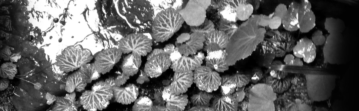 f0190781_2026301.jpg
