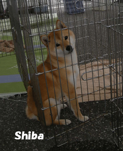 e0066883_1543557.gif