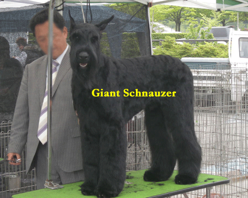e0066883_15461940.gif