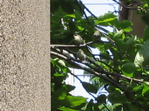 b0007893_2303176.jpg
