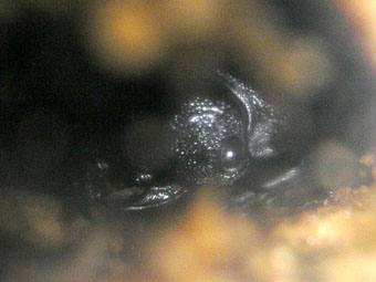 e0083097_16431684.jpg