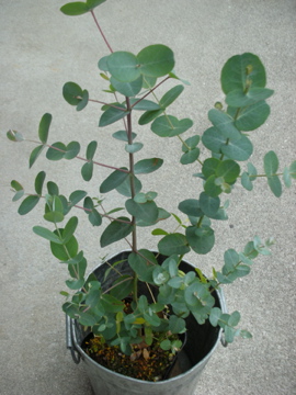 c0145209_221714.jpg