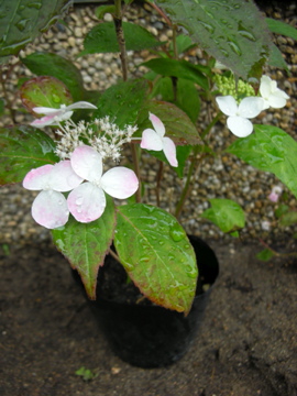 c0145209_22181227.jpg