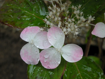 c0145209_22182267.jpg