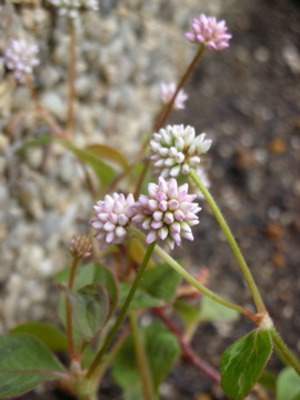 c0145209_22185836.jpg