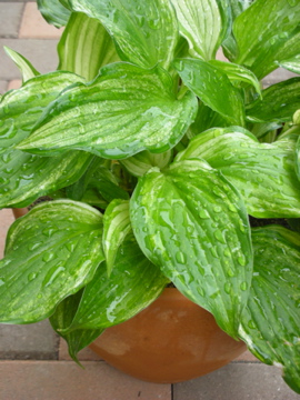 c0145209_22215997.jpg