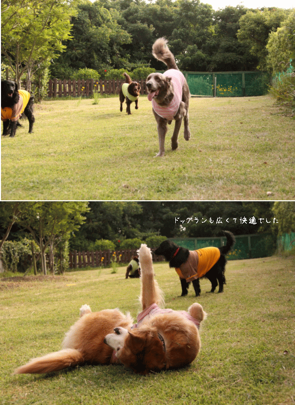 c0017311_11452678.gif