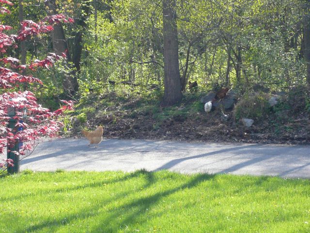 b0040413_11571584.jpg