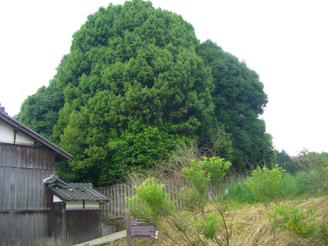 d0007913_1522862.jpg