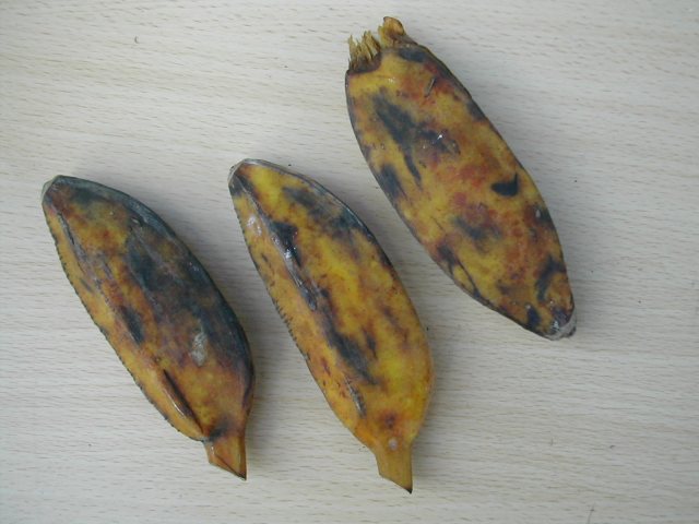 e0062635_17254072.jpg