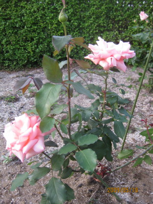 e0121548_22495589.jpg