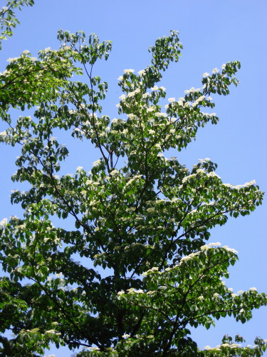 c0179351_20422366.jpg