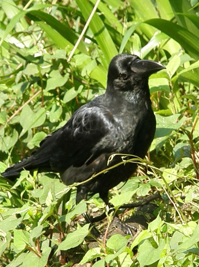 e0064158_2357595.jpg