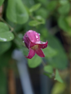 e0105760_5343390.jpg
