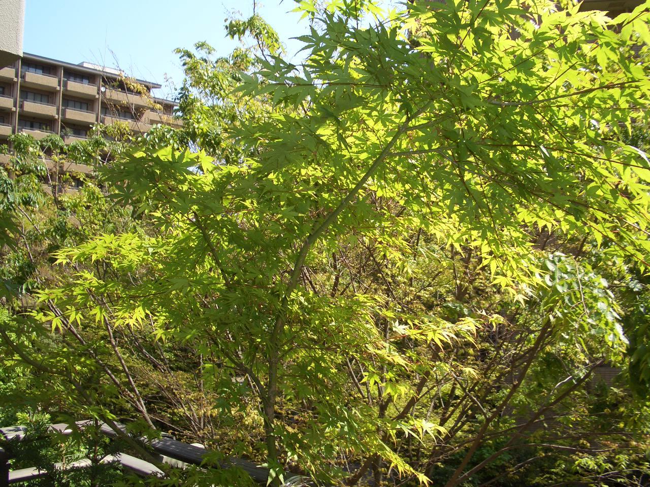 e0133362_21184887.jpg