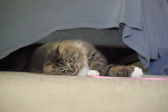 f0004775_7545480.jpg