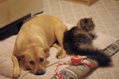 f0004775_82533.jpg