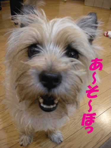 e0066883_213622.gif