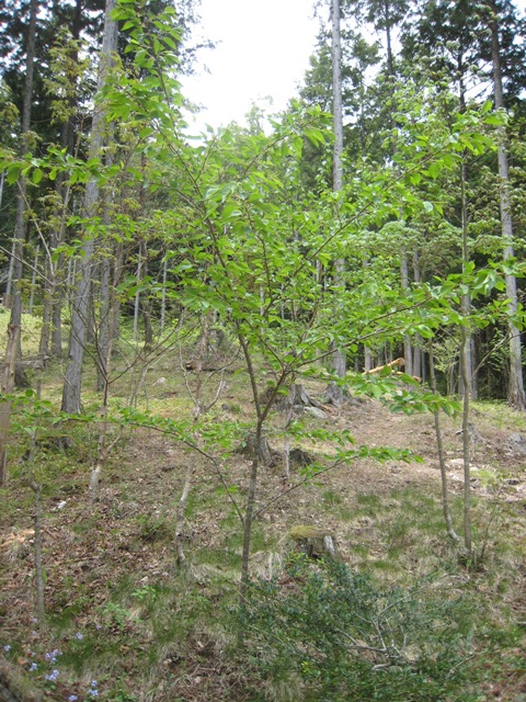 d0065484_0464221.jpg