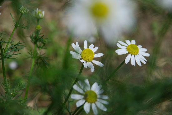 f0146388_2013474.jpg