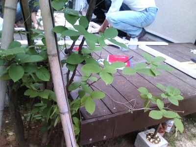d0050290_042176.jpg