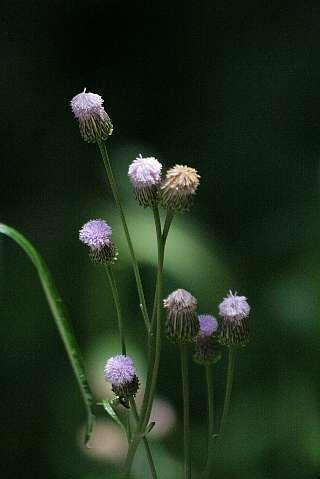 d0133693_20522315.jpg