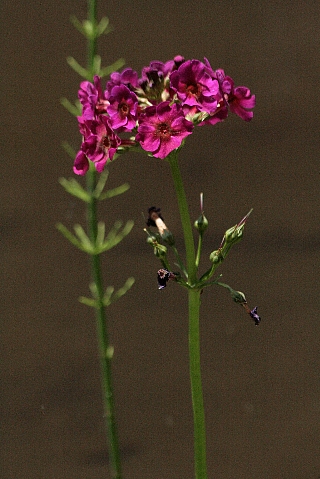 d0133693_20522910.jpg