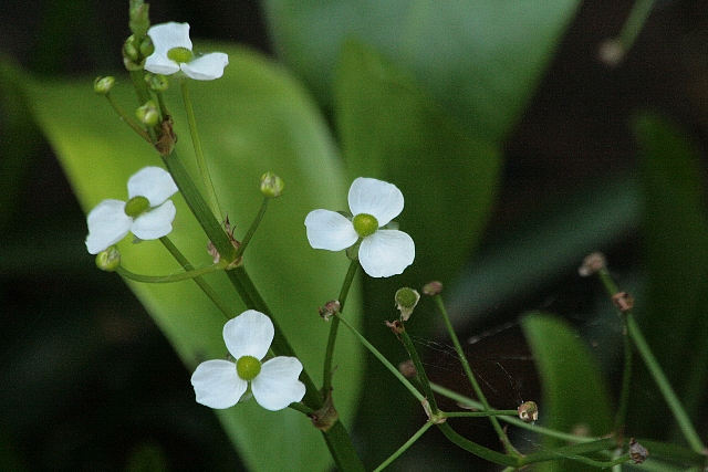 d0133693_20525198.jpg