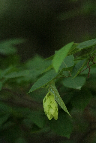 d0133693_2054365.jpg