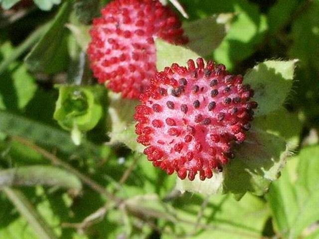 e0025300_13232180.jpg