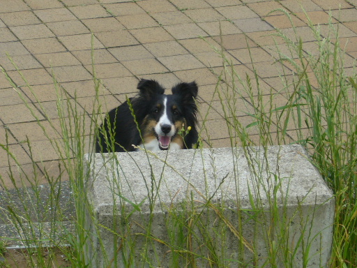 e0130008_20321099.jpg