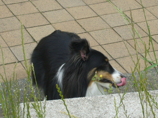 e0130008_2033069.jpg