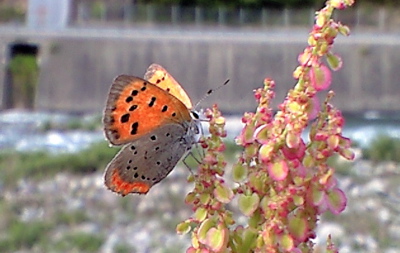 f0135908_21501985.jpg