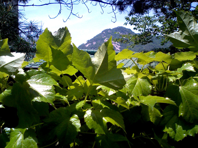 a0101715_11441515.jpg