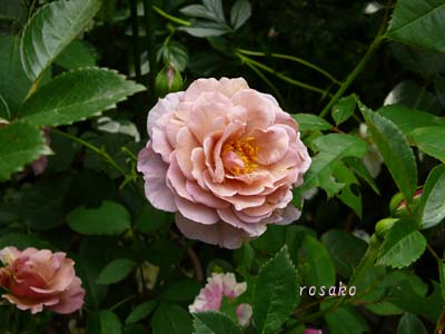 f0059818_21591416.jpg