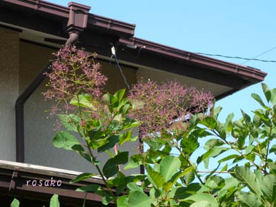 f0059818_22163447.jpg