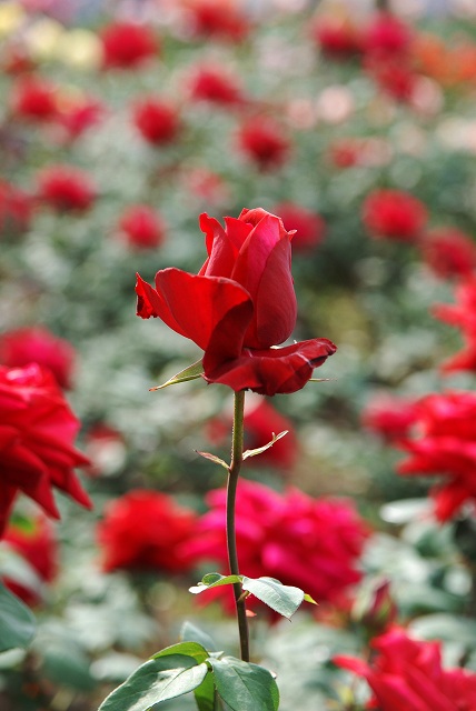 c0027027_4314420.jpg
