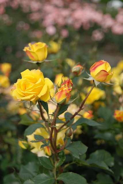 c0027027_4351686.jpg