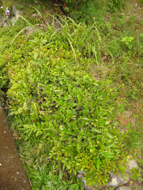 d0147727_22645100.jpg