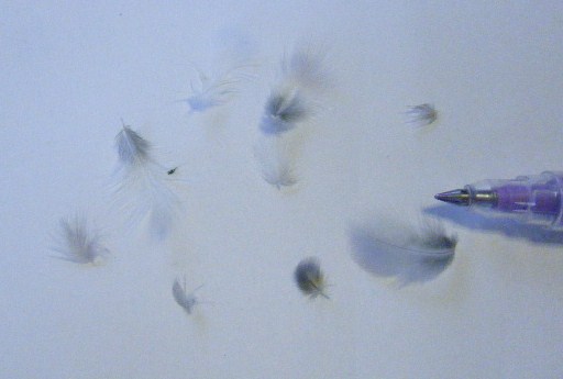 a0105730_9234149.jpg
