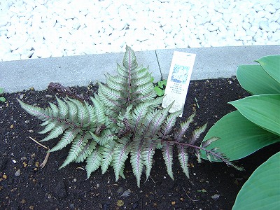 f0205733_821373.jpg