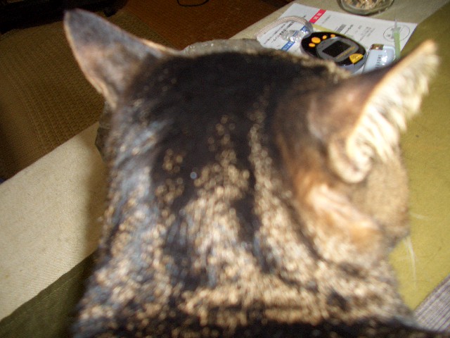 b0075239_13475366.jpg