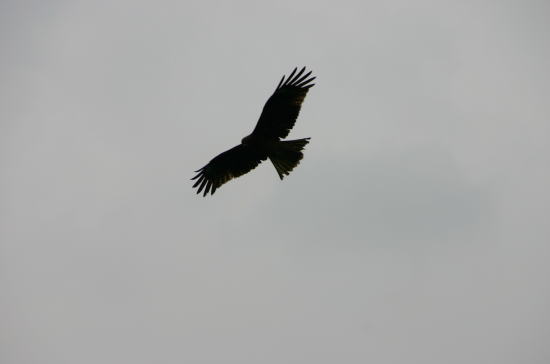 f0094843_20154352.jpg