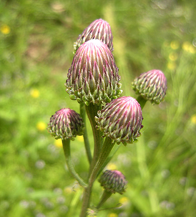 a0001354_20394636.jpg