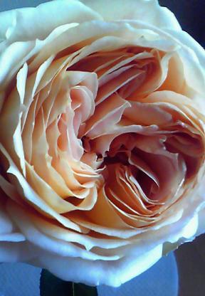 e0159856_10264175.jpg
